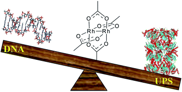 Graphical abstract: Anticancer dirhodium(ii,ii) carboxylates as potent inhibitors of ubiquitin-proteasome system
