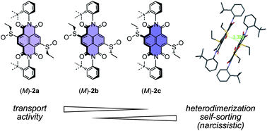 Graphical abstract: Enantioselective self-sorting on planar, π-acidic surfaces of chiral anion-π transporters