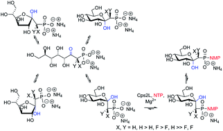 Graphical abstract: Synthesis and enzymatic evaluation of ketose phosphonates: the interplay between mutarotation, monofluorination and acidity