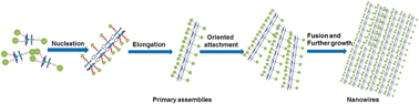 Graphical abstract: How does a supramolecular polymeric nanowire form in solution?