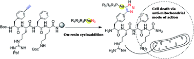 Graphical abstract: A spontaneous gold(i)-azide alkyne cycloaddition reaction yields gold-peptide bioconjugates which overcome cisplatin resistance in a p53-mutant cancer cell line