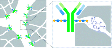 Graphical abstract: Restricted access boronate affinity porous monolith as a protein A mimetic for the specific capture of immunoglobulin G