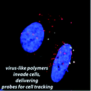 Graphical abstract: Synthetic development of cell-permeable polymer colloids decorated with nanocrystal imaging probes optimized for cell tracking