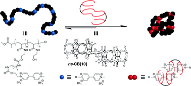 Graphical abstract: Metastable single-chain polymer nanoparticles prepared by dynamic cross-linking with nor-seco-cucurbit[10]uril