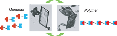 Graphical abstract: Topochemical photo-reversible polymerization of a bioinspired monomer and its recovery and repolymerization after photo-depolymerization