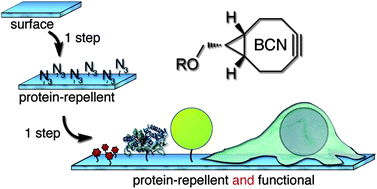Graphical abstract: Reactive protein-repellent surfaces for the straightforward attachment of small molecules up to whole cells