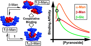 Graphical abstract: Saccharide receptor achieves concentration dependent mannoside selectivity through two distinct cooperative binding pathways