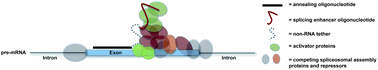 Graphical abstract: Conjugation of PEG and gold nanoparticles to increase the accessibility and valency of tethered RNA splicing enhancers