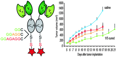 Graphical abstract: Spacer length shapes drug release and therapeutic efficacy of traceless disulfide-linked ADCs targeting the tumor neovasculature