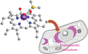 Graphical abstract: An ytterbium(iii) porphyrin induces endoplasmic reticulum stress and apoptosis in cancer cells: cytotoxicity and transcriptomics studies