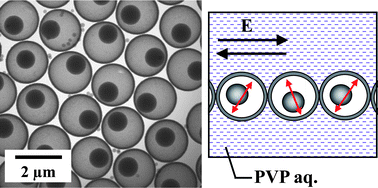 Graphical abstract: Direct observation of micron-sized silica rattles to demonstrate movability of inner spheres in the silica compartment suspended in aqueous media
