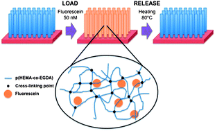 Graphical abstract: Systematic control of mesh size in hydrogels by initiated chemical vapor deposition