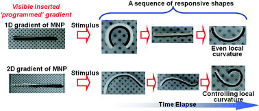 Graphical abstract: Programmable responsive shaping behavior induced by visible multi-dimensional gradients of magnetic nanoparticles