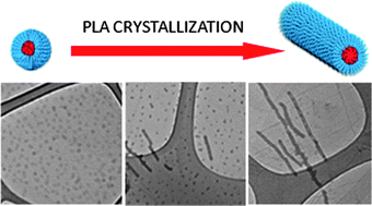 Graphical abstract: Crystallization-driven sphere-to-rod transition of poly(lactide)-b-poly(acrylic acid) diblock copolymers: mechanism and kinetics