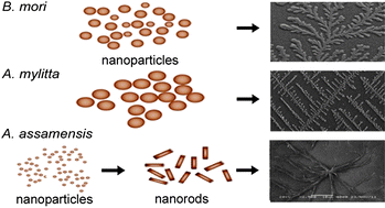 Graphical abstract: Self-assembly mechanisms of silk protein nanostructures on two-dimensional surfaces