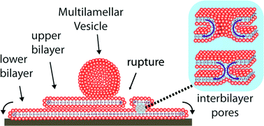 Graphical abstract: Evidence for membrane flow through pores in stacked phospholipid membranes