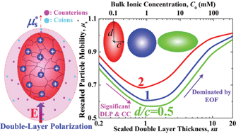 Graphical abstract: Influence of the shape of a polyelectrolyte on its electrophoretic behavior