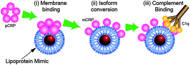 Graphical abstract: Membrane curvature recognition by C-reactive protein using lipoprotein mimics