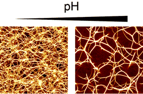 Graphical abstract: Modulation of cross-linked actin networks by pH