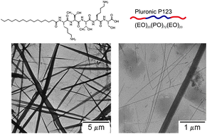 Graphical abstract: Influence of a non-ionic amphiphilic copolymer on the self-assembly of a peptide amphiphile that forms nanotapes