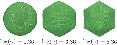 Graphical abstract: Topological defects in the buckling of elastic membranes