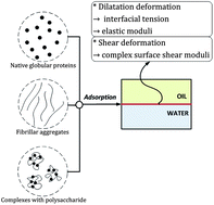 Graphical abstract: Surface rheological properties of liquid–liquid interfaces stabilized by protein fibrillar aggregates and protein–polysaccharide complexes