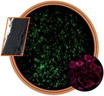 Graphical abstract: Liquified chitosan–alginate multilayer capsules incorporating poly(l-lactic acid) microparticles as cell carriers