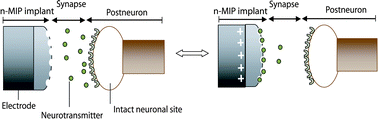 Graphical abstract: Molecularly imprinted conductive polymers for controlled trafficking of neurotransmitters at solid–liquid interfaces