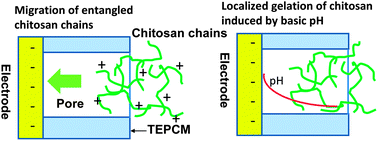 Graphical abstract: Electrodeposition of a biopolymeric hydrogel in track-etched micropores