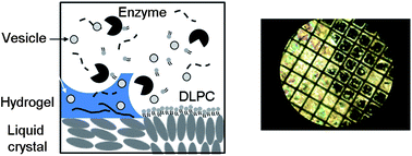 Graphical abstract: Interfacing biodegradable molecular hydrogels with liquid crystals