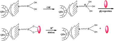 Graphical abstract: Selective capture and fluorescent quantification of glycoproteins using aminophenylboronic acid functionalized mesoporous silica coated CdTe quantum dots