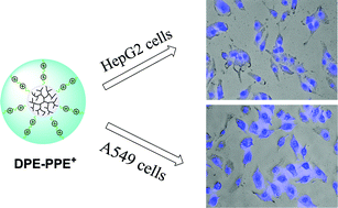 Graphical abstract: Conjugation of cationic poly(p-phenylene ethynylene) with dendritic polyethylene enables live-cell imaging