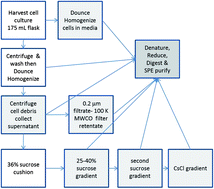 Graphical abstract: Forensic proteomics of poxvirus production