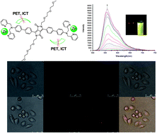 Graphical abstract: A new turn-on fluorescent chemosensor based on diketopyrrolopyrrole (DPP) for imaging Zn2+ in living cells