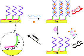 Graphical abstract: Sensitive and reusable electrochemiluminescent aptasensor achieved with diblock oligonucleotides immobilized solely through preferential adenine–Au interaction