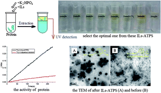 Graphical abstract: Extraction and separation of proteins by ionic liquid aqueous two-phase system