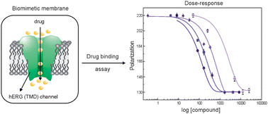 Graphical abstract: Biomimetic membrane platform containing hERG potassium channel and its application to drug screening