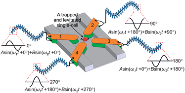 Graphical abstract: An electrorotation technique for measuring the dielectric properties of cells with simultaneous use of negative quadrupolar dielectrophoresis and electrorotation