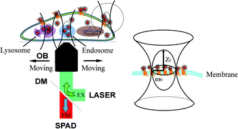 Graphical abstract: Probing site-exclusive binding of aqueous QDs and their organelle-dependent dynamics in live cells by single molecule spectroscopy