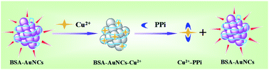 Graphical abstract: BSA-protected gold nanoclusters as fluorescent sensor for selective and sensitive detection of pyrophosphate