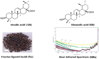 Graphical abstract: Qualitative and quantitative analysis of effective components in Fructus Ligustri Lucidi by near infrared spectroscopy