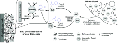 Graphical abstract: A layer-by-layer tyrosinase biosensor for assay of carboxylesterase and neuropathy target esterase activities in blood