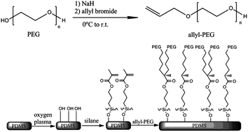 Graphical abstract: An improved surface modification of poly(dimethylsiloxane) via a green chemistry approach for on-chip biomolecular separation