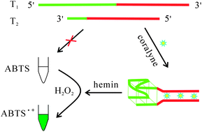 Graphical abstract: Label-free colorimetric detection of coralyne utilizing peroxidase-like split G-quadruplex DNAzyme