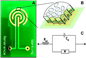 Graphical abstract: An electrochemical sensor for the detection of antibiotic contaminants in water