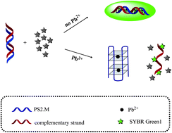 Graphical abstract: Label-free DNA sensor for Pb2+ based on a duplex–quadruplex exchange