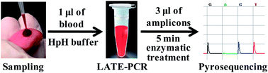 Graphical abstract: A simplified pyrosequencing protocol based on linear-after-the-exponential (LATE)-PCR using whole blood as the starting material directly
