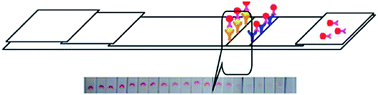 Graphical abstract: Quantitative detection of human chorionic gonadotropin antigen via immunogold chromatographic test strips