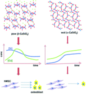 Graphical abstract: Crystal structures of CaSiO3 polymorphs control growth and osteogenic differentiation of human mesenchymal stem cells on bioceramic surfaces
