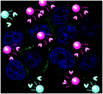 Graphical abstract: Dependence of nanoparticle-cell recognition efficiency on the surface orientation of scFv targeting ligands